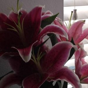 Meet your Posher, Julie